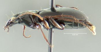 Media type: image;   Entomology 602291 Aspect: habitus lateral view